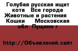 Голубая русская ищит кота - Все города Животные и растения » Кошки   . Московская обл.,Пущино г.